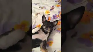 «Барбуся, что с тобой?» 😱