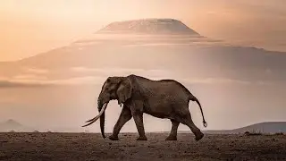 The Best Places To See Elephants In Africa