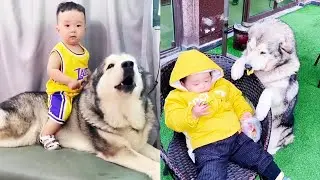 Gouzi: For this family, the dog has paid too much! [Wang Xingren of Liang Bin's family]]