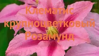 Клематис крупноцветковый Розамунд (rosamunde) 🌿 обзор: как сажать, саженцы клематиса Розамунд