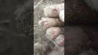 чешуйка на пахате 