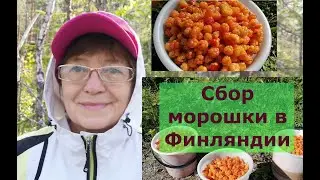 Татьяна. Морошка,морошка полезай ко мне в лукошко.Такой урожай морошки не каждый год. Сбор ягод 2022