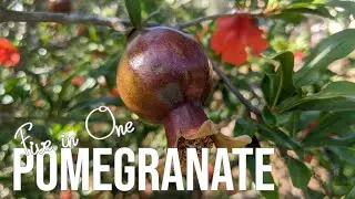I Turned My Pomegranate Into a 5-1 Frankengranate