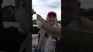 Три атаки і трофейна щука на гачку. Риболовля з човна.