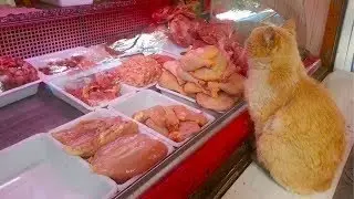 Кот в магазине выпрашивал мясо и куда-то уносил, проследив за ним, люди обнаружили нечто невероятное