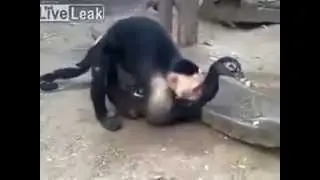 Воруй, убивай, люби гусей!