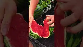 tarvuz ekish, посадка арбуза, watermelon planting