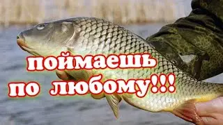 Как поймать карпа в апреле? Места обитания карпа весной.