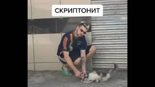 кот - браток