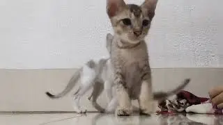 Cutest💕😺 Cat Moments You'll Watch on Repeat