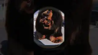 "Tibetan Mastiffs-Adorable Pups to Majestic Adults" #shorts #dog #doglover #tibetanmastiff