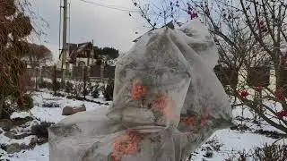 Подготовка к зиме. Какие растения я укрываю на зиму?