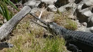 Indian Gharial Painted River Terrapin LA Zoo Los Angeles California USA August 16, 2024 Conservation