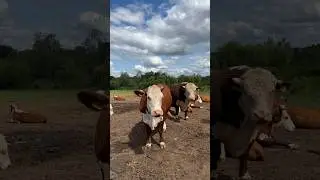 Будет первый инбридинг😱🙏 
