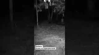 Кабаны. Осень на подкормочной) Видео с фотоловушек Егерькам.