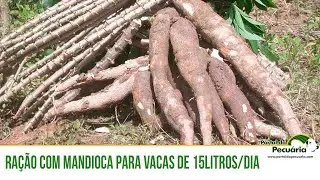 Ração com Mandioca para vacas - 15 litros