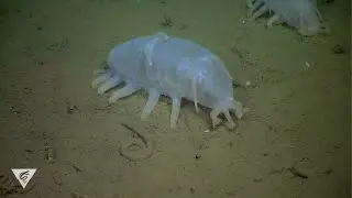 Weird and Wonderful: Sea pigs