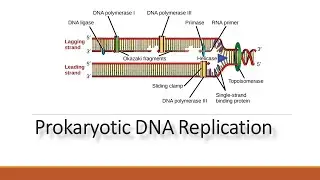 DNA Replication in Prokaryotes :  Process and Enzyme Involved in Replication
