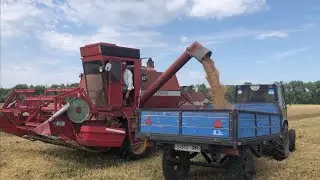 Оце так ВРОЖАЙ! Молотимо свою пшеничку зранку до вечора!