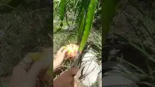 Fresh Dragon Fruit From Farm