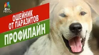 Ошейник от паразитов Профилайн | Обзор ошейник от паразитов Профилайн