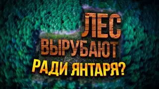 Forests are being cut down because of the search for AMBER? Yantarny settlement / Kaliningrad region