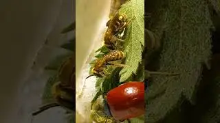 Wild Sweat Bees, Halicta, & Leaf Beetle Are Friends. Kyiv, Ukraine. 10.sept.2022.