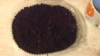 Как сею перец/ Всходы