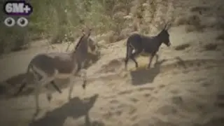 donkey Mating video || donkey meat prank #donkey #meeting