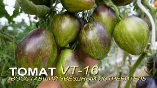 Томат ВОССТАВШИЙ ЗВЁЗДНЫЙ ИСТРЕБИТЕЛЬ VT-16. Обзор сортов ТОМАТОВ!