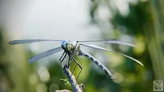 Dragonfly Aeshna Affinis animation with blender