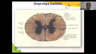 Нерв системаси тузилиши
