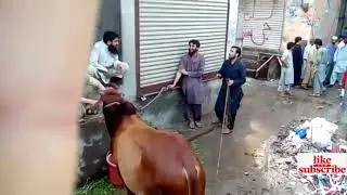 Qurbani 2018 Bull out of Control|| Bakra Eid 2019- Cow killed men