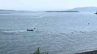 Orcas by the shore in Orcas Island