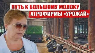 Как получать больше молока? | Кормление молодняка | Рацион высокоудойных коров | Агрофирма Урожай