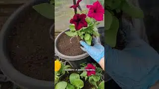Как обрезаю петунию при высадке в горшки 