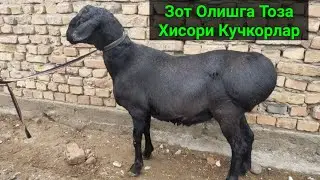 ЗОТ УЧУН ТОЗА ХИСОРИ КУЧКОРЛАР сотилади.