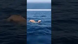 Верблюдов Унесло В Открытое Море