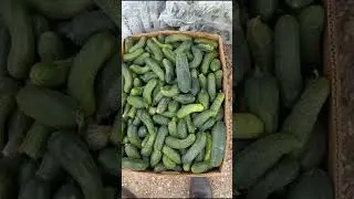 Крым , Желябовка , опт рынок овощи ,цены от 10.10.23.