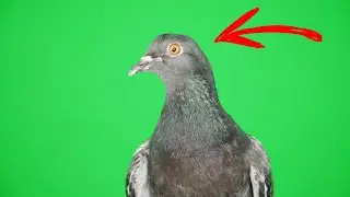 Dove green screen - Dove on the chroma key