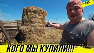 Какую птицу мы купили. Скоро нечем будет кормить скот. Омск Москаленки жизнь в деревне.