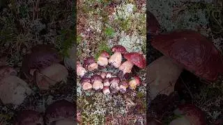 Карелия РУЛИТ! Весь мир ЗАВИДУЕТ! Грибной АНШЛАГ по-Карельски! Грибники В ШОКЕ! Грибник ОШАРАШЕН!