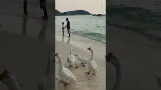 Пляж Тьен остров Ко Лан Паттайя Тайланд 