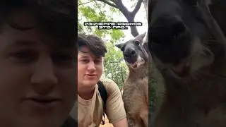 Зачем учить языки?