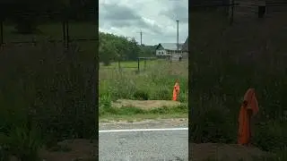Пес ЖДЁТ хозяина 
