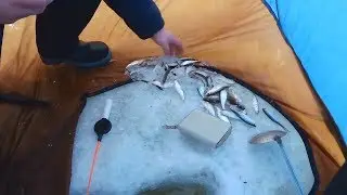 Клюет как из пулемета | Уклейка весной, рыбалка в марте 2019