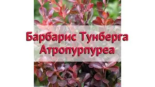 Барбарис тунберга Атропурпуреа 🌿 Обзор: посадка и уход. саженцы барбариса: описание и особенности