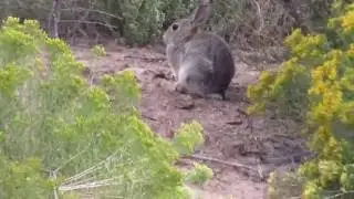 Amazing Rabbit headshots! Female hunter with a .22 Mag!