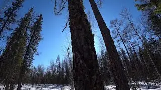 Сбор серы жевательной. Природа оживает ,все больше и больше животных на этом участке .