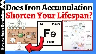 Does Excess Iron AGE YOU FASTER?